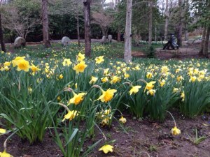 daffodils blooming in spring spohr gardens near Woods Hole on Cape Cod